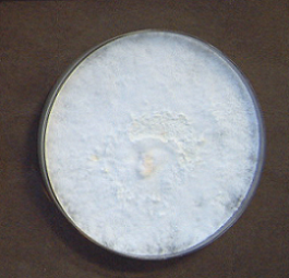 Ganoderma lucidum1(GAL-8346)